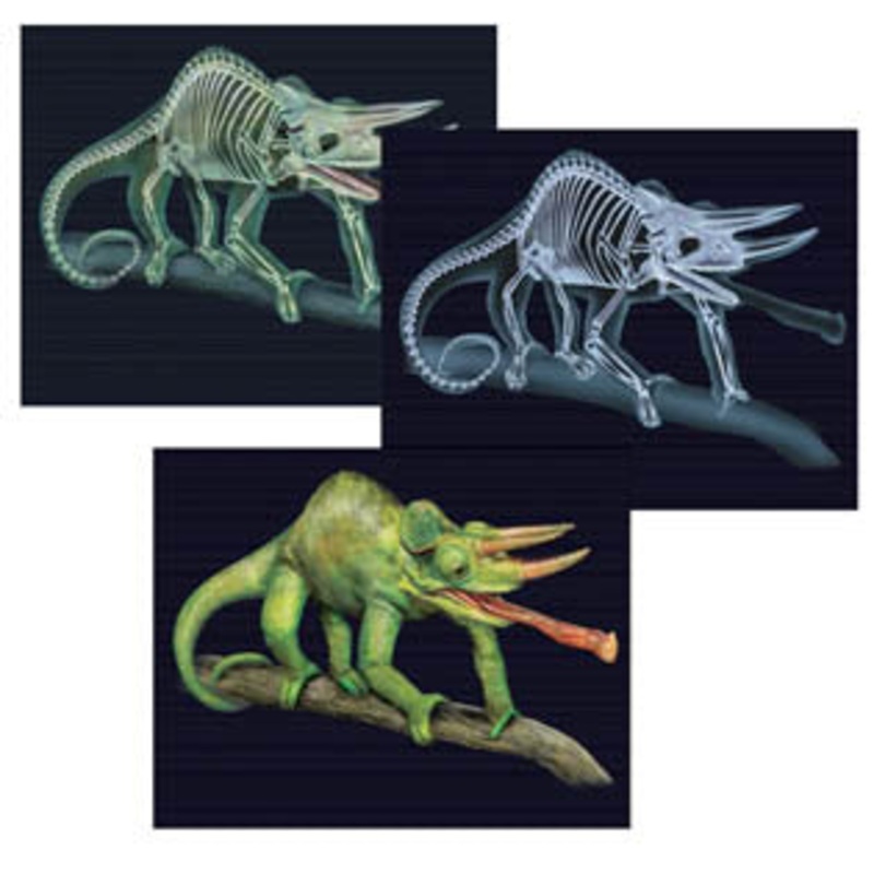 LER2927 - ANIMAL X-RAY CARD TILT AND VIEW SCIENCE DOUBLE SIDED ASSORTED