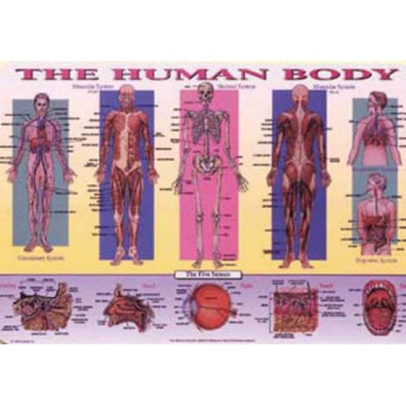 HUM-1 - PLACEMAT THE HUMAN BODY