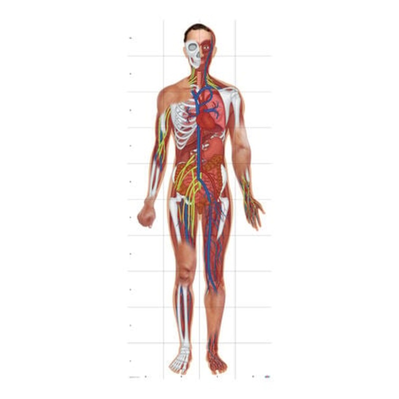 TTS Bee-Bot Human Body Mat